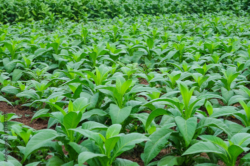 Blooming tobacco plants with leaves
