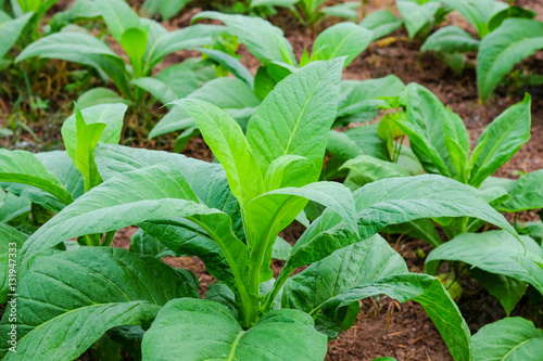 Blooming tobacco plants with leaves