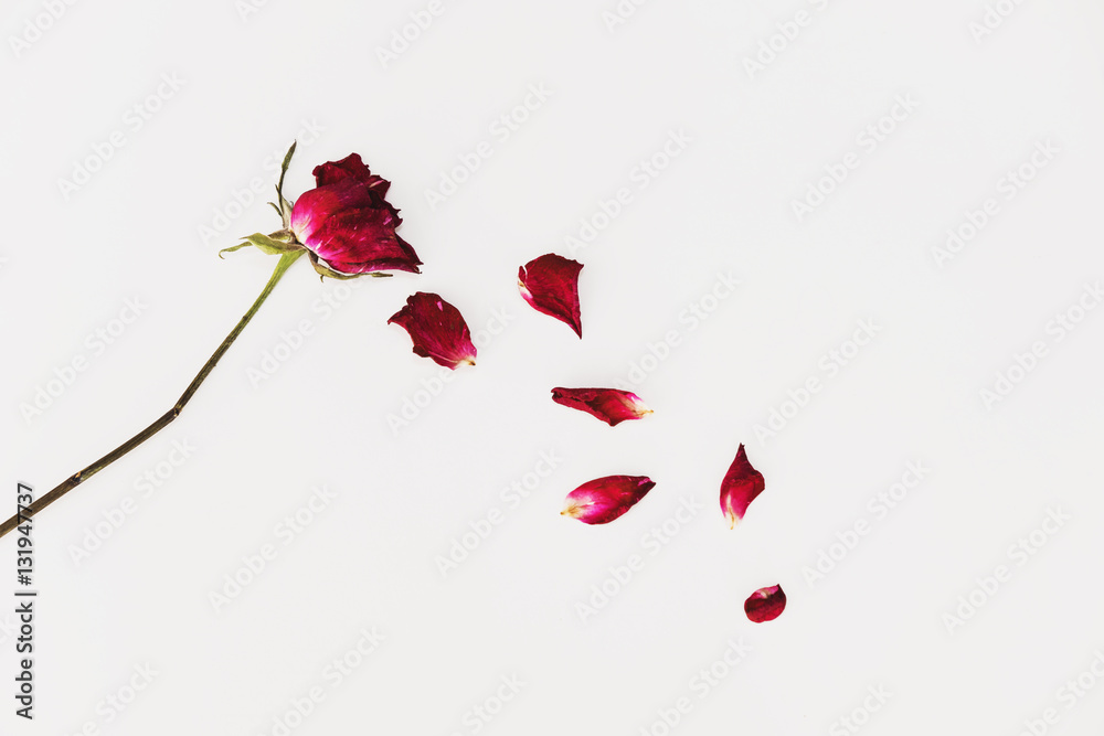 Obraz premium Wyblakłe płatki róży dmuchającej na białym tle