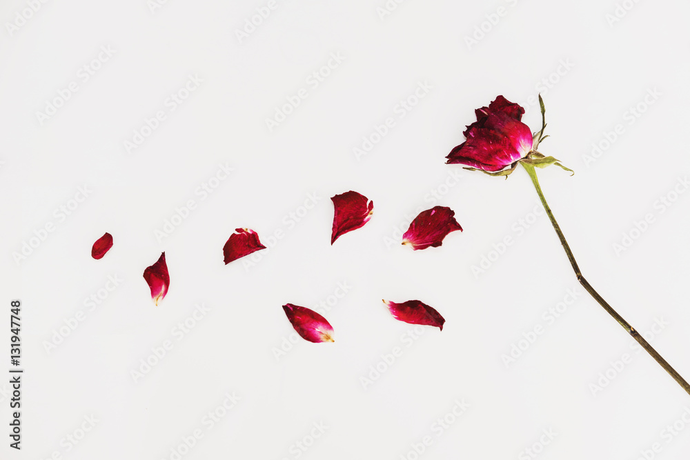 Obraz premium Faded blowing rose flower's petals, on white background