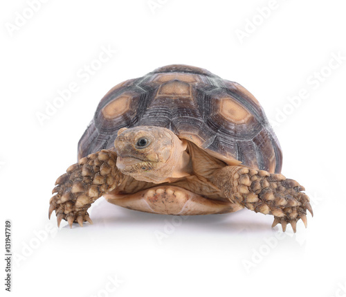 Turtle isolated on white