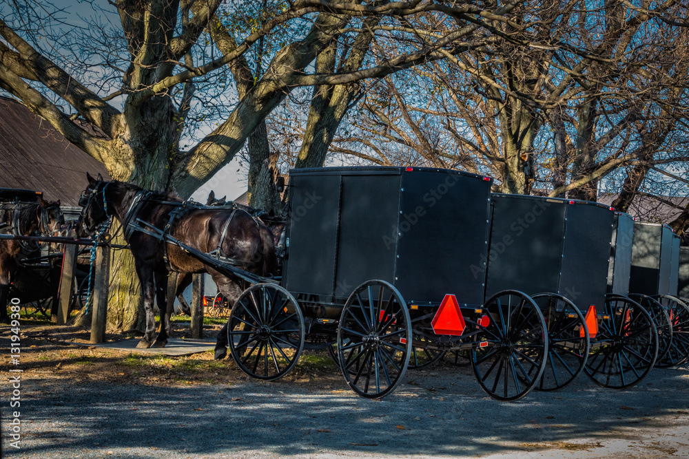 Old Order Amish buggies  tied to post