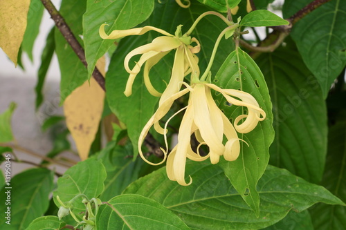 Ylang flowers on tree , Thailand (Cananga odorata) photo