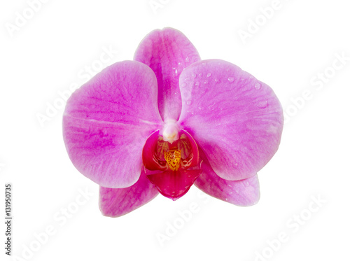 Orchid flower isolated on white with clipping path, die cut beautiful Phalaenopsis Orchids