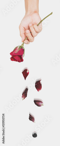 Hand holding rose flower with dried falling petals, abstract love concept  Stock Photo | Adobe Stock