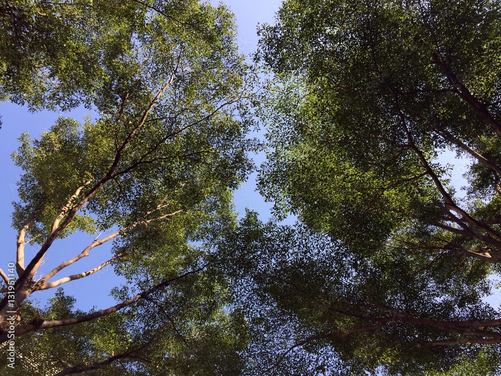 Obraz premium Sky through trees