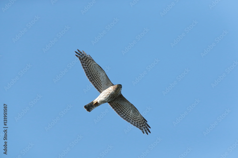 Obraz premium ツミ,タカ目タカ科ハイタカ属