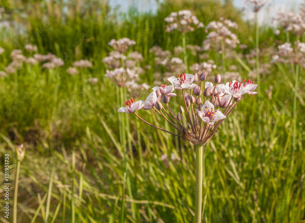 Butomus umbellatus Butomus umbellatus