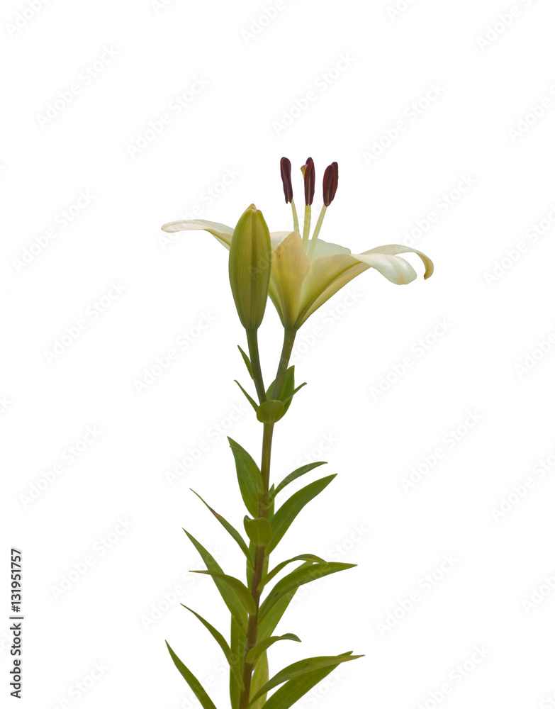 Stem   lily hybrids Oriental Group  on   white background isolat