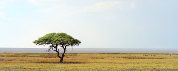 Crédence de cuisine Afrique Acacia solitaire dans la savane africaine  © rufar