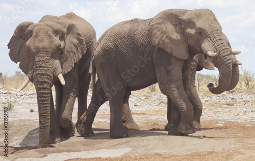 elephants in Africa