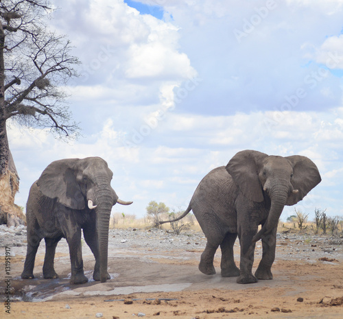 Photography elephants in Africa