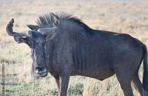 antelope gnu