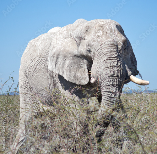 elephant