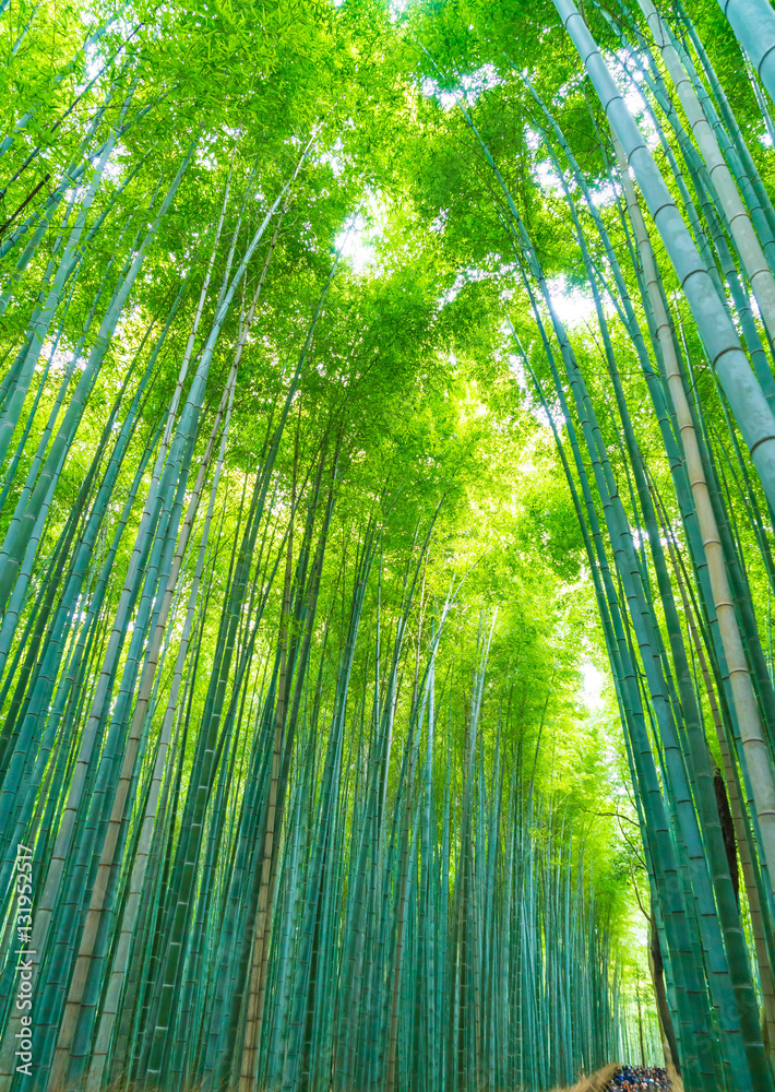 Obraz premium Ścieżka do bambusowego lasu w Arashiyama w Kioto.