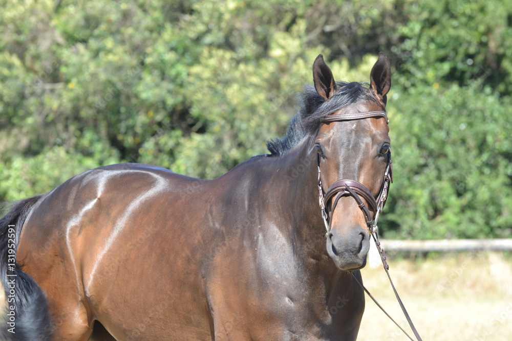 Obraz premium Braunes Pferd mit Trense