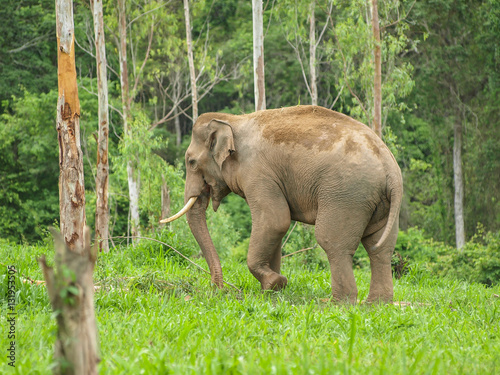 wildlife elephant