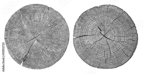 Cross section of tree trunk showing growth rings on white background. wood