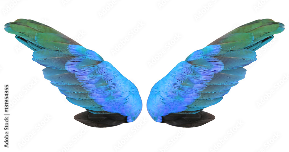 Obraz premium Colorful feathers wings isolated on white background