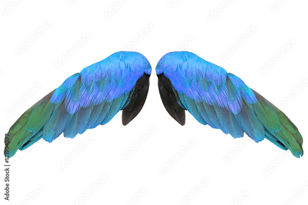 Colorful feathers wings isolated on white background