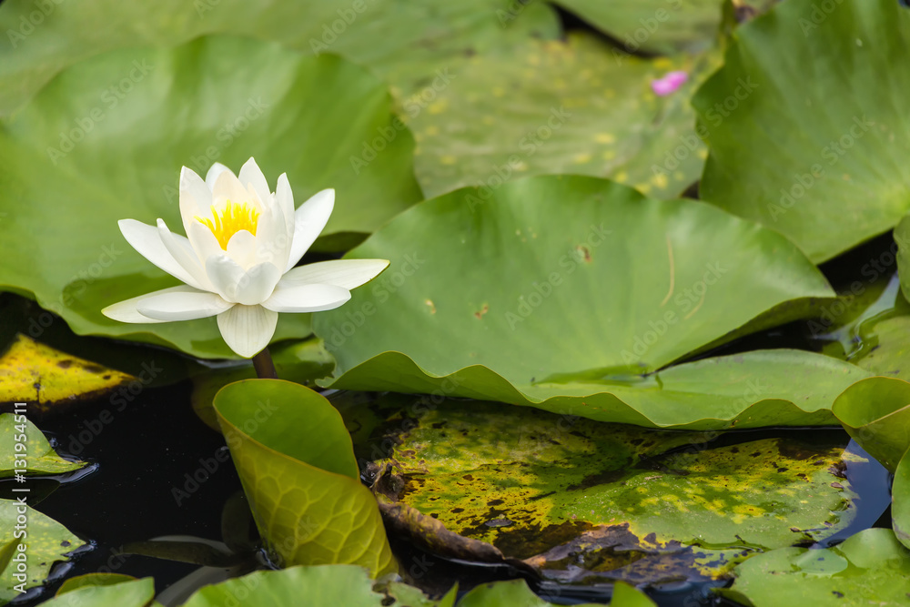 The Water lily flower.background is Water lily leaves.Shooting location is the Sankeien in Yokohama, Kanagawa Prefecture Japan. The Water lily flower.background is Water lily leaves.Shooting location is the Sankeien in Yokohama, Kanagawa Prefecture Japan.