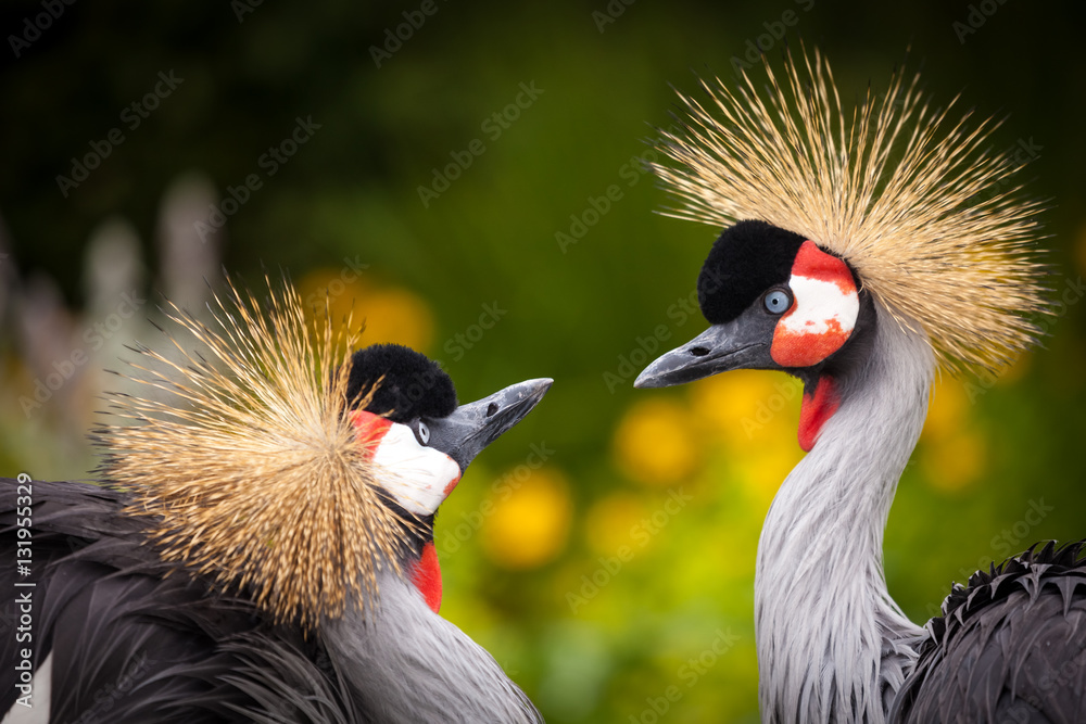 Fototapeta premium kronenkraniche