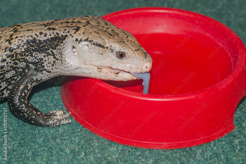 Fototapeta premium A small common lizard Tiliqua scincoides