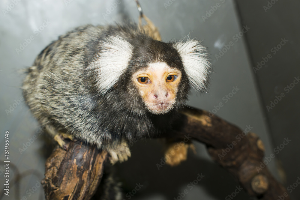 Fototapeta premium Little monkey Cebuella although closeup