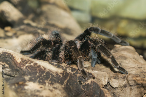 Big spider tarantula Theraphosidae sitting on a rock