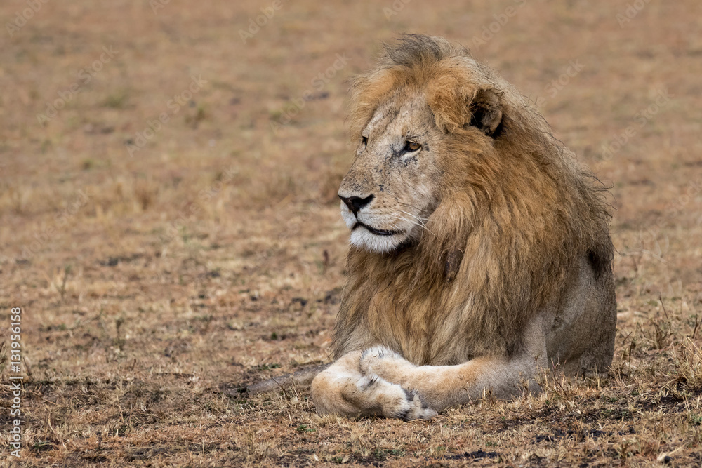 Lion lying in grassland. Taken in Kenya Lion lying in grassland. Taken in Kenya