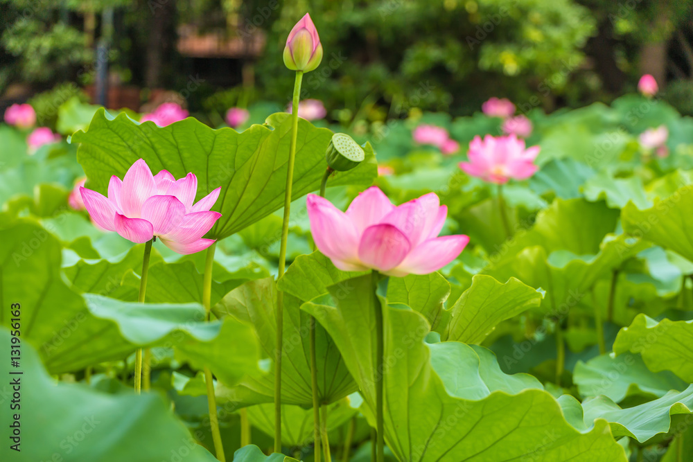 The Lotus Flower.Background is the lotus leaf and lotus flower and lotus bud and tree.Shooting location is the Sankeien in Yokohama, Kanagawa Prefecture Japan. The Lotus Flower.Background is the lotus leaf and lotus flower and lotus bud and tree.Shooting location is the Sankeien in Yokohama, Kanagawa Prefecture Japan.