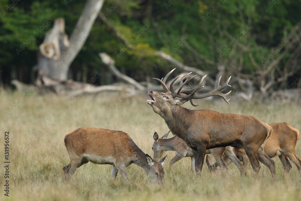 Spanish wild goat (ibex), mating season