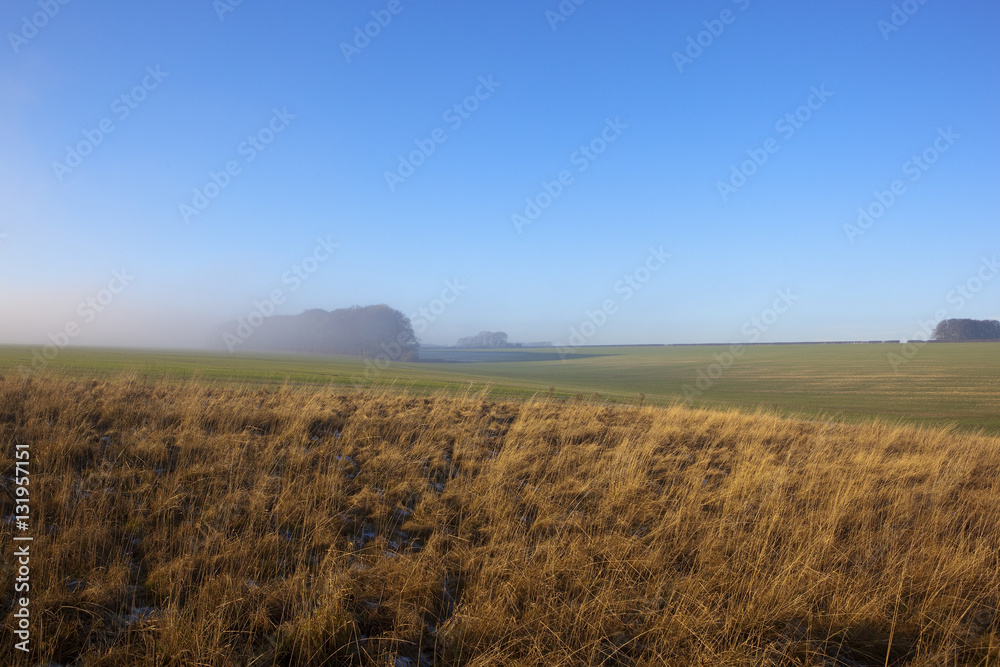 misty landscape and dry grass