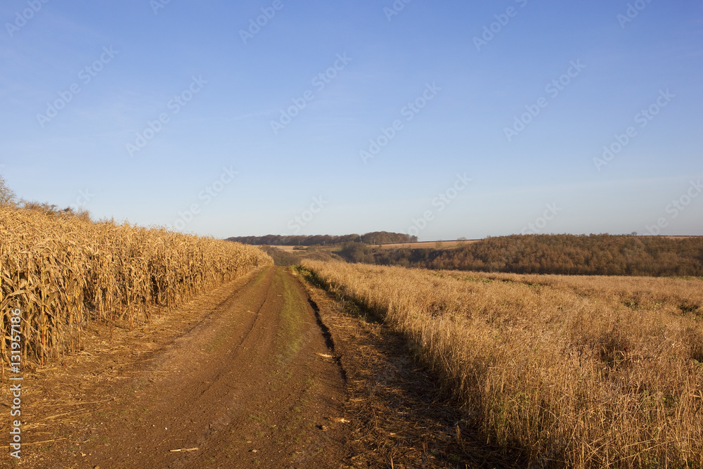 golden maize with track and woodland