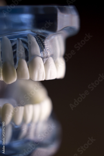 Denture for dentistry students