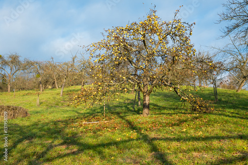 Apfelbaum mit Früchten auf einer Streuobstwiese im November
