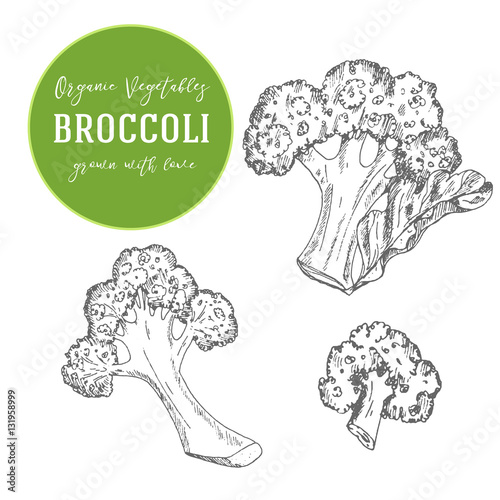 Vector illustration of broccoli. Hand drawn with ink vintage illustration