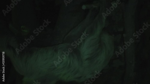 Night footage two-toad sloth moving upside down in rainforest nocturnal animals move only when necessary even then slowly they have quarter as much muscle tissue as other animals of similar weight 4k photo