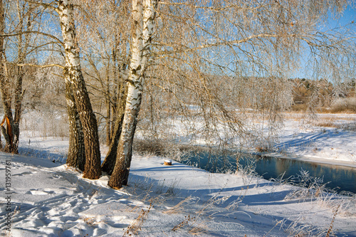 Birch on the bank of winter river