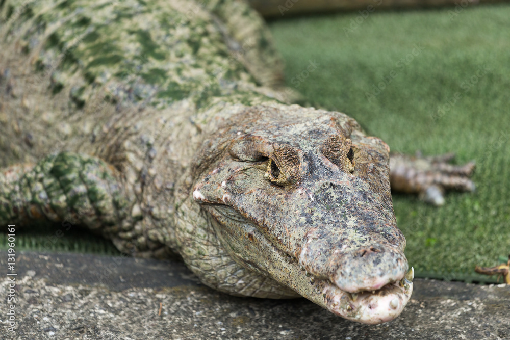Fototapeta premium Crocodile at outdoor