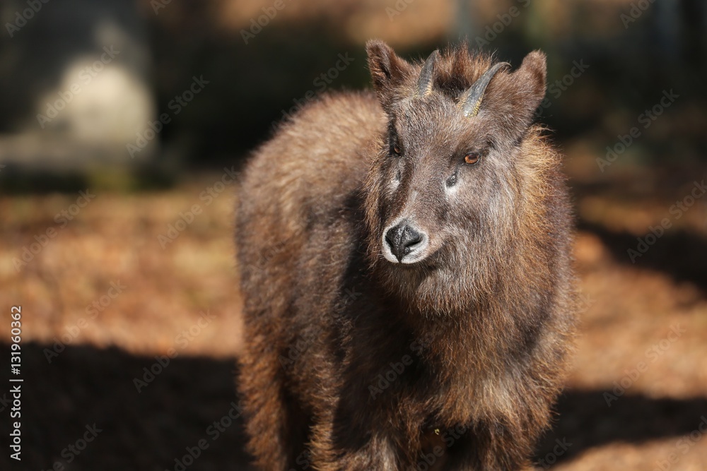 Fototapeta premium ニホンカモシカ