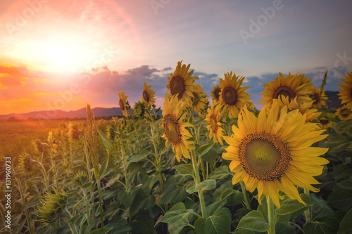 Fototapeta Naklejka Na Ścianę i Meble -  beautiful sun set sky and sunflowers blooming in agriculture pla
