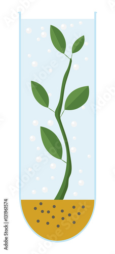 Test tube.Plant in vitro