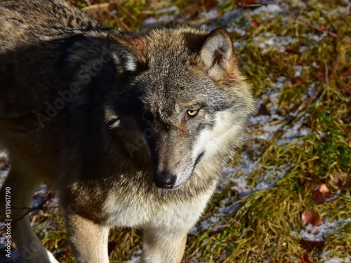 grey wolf in nature of Bavarian forest in Germany
