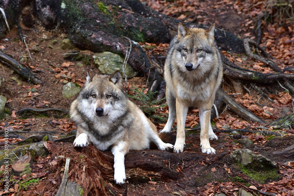 grey wolf in nature of Bavarian forest in Germany grey wolf in nature of Bavarian forest in Germany