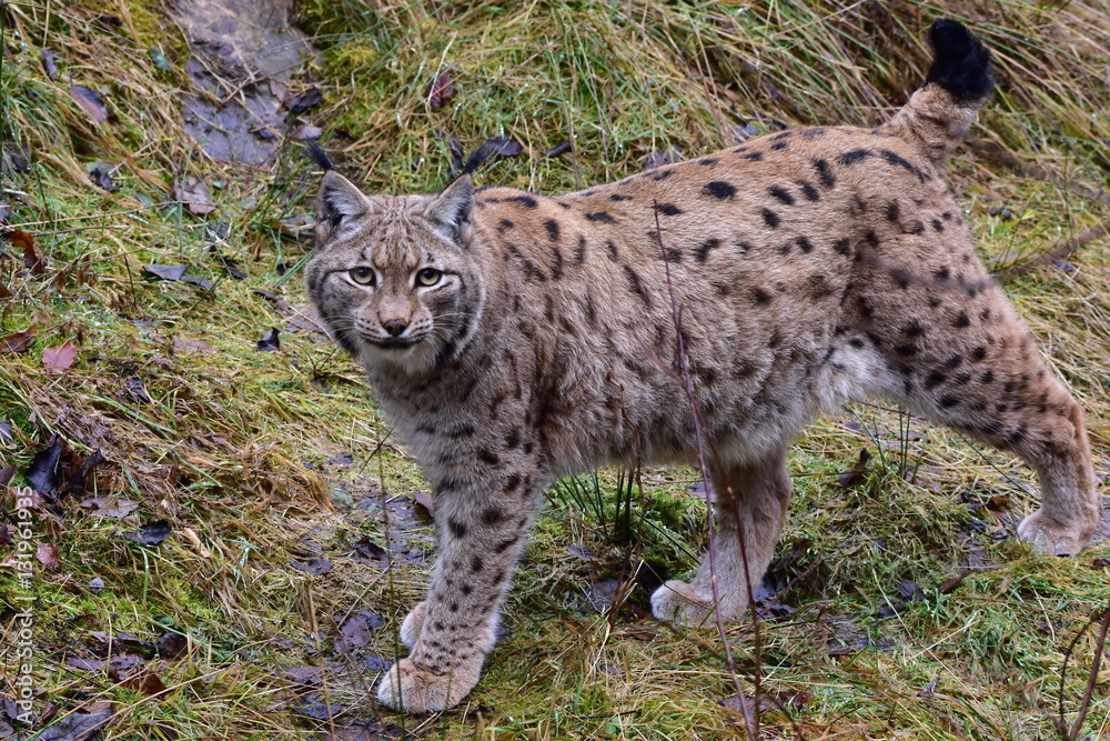 lynx in nature of Bavarian forest in Germany lynx in nature of Bavarian forest in Germany