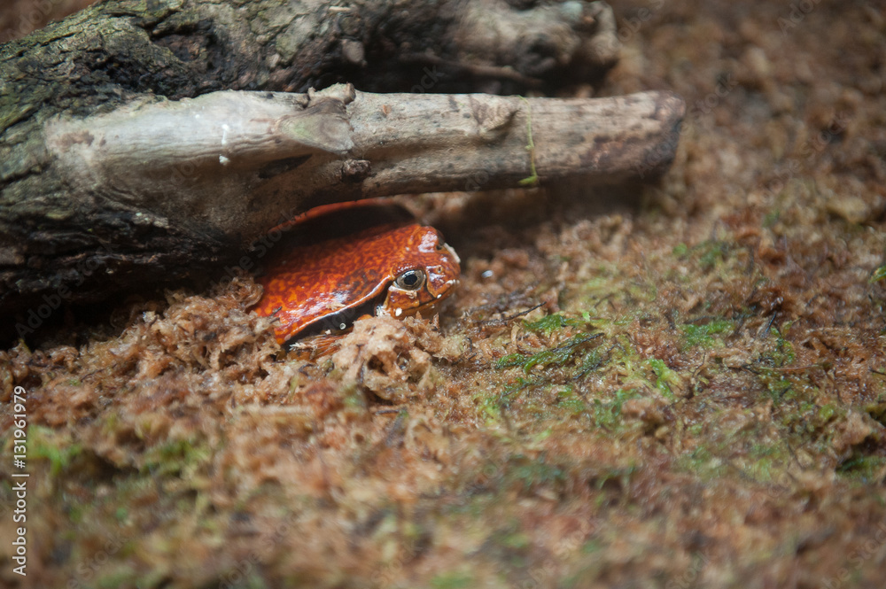 Fototapeta premium Rana pomodoro