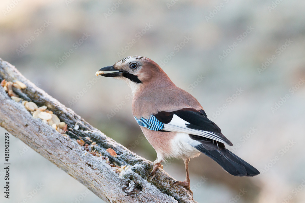 Eurasian Jay Eurasian Jay