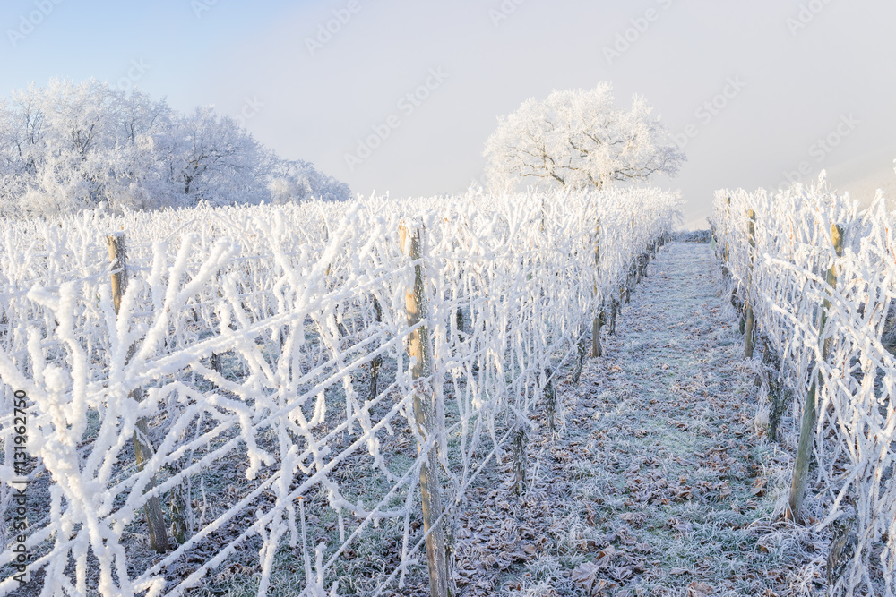 Obraz premium Weinberg im Winter