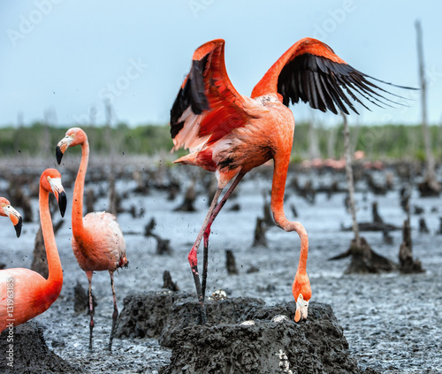 American Flamingos or Caribbean flamingos ( Phoenicopterus ruber ruber). Colony of Flamingo the on nests. Rio Maximo, Camaguey, Cuba.